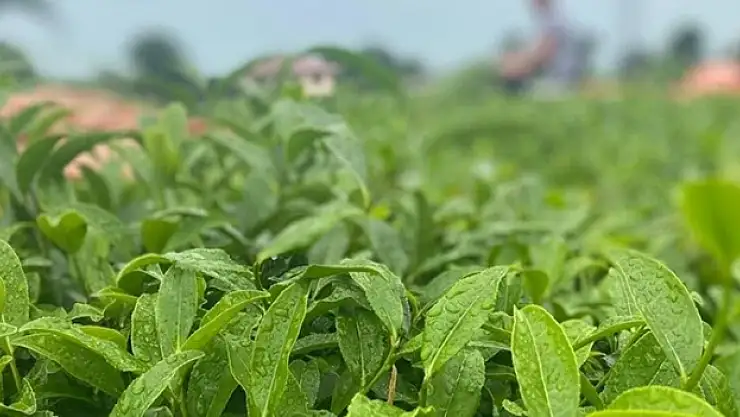 ÇAYKUR birinci sürgünde 48 bin 500 ton yaş çay aldı