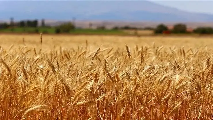 Türk buğday sektörü için kapsamlı yol haritası geliştirildi