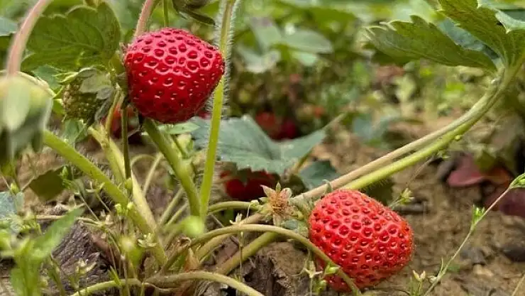 Karadeniz Ereğli'de Osmanlı çileğinin hasadı başladı