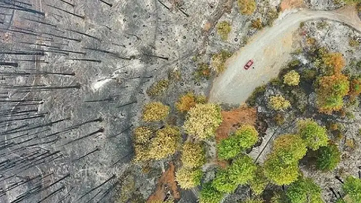Küresel ısınma nedeniyle 'orman yangını sezonu' daha erken başlıyor ve uzun sürüyor