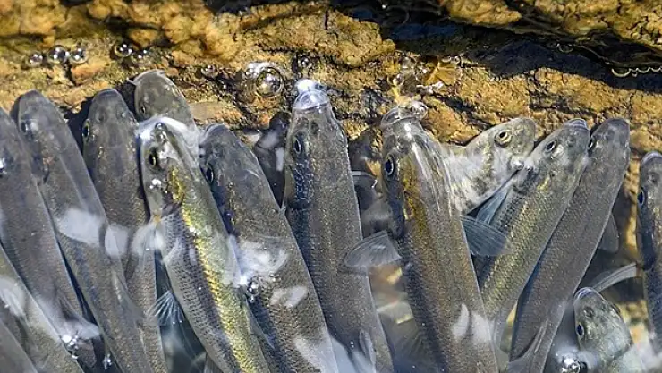 Van'da akarsuların debisi düştü, inci kefallerinin göçü zorlaştı
