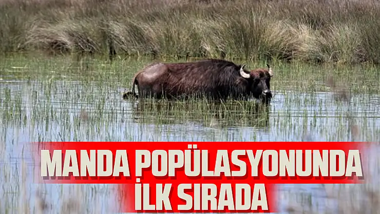 Samsun manda popülasyonunda Türkiye'de ilk sırada