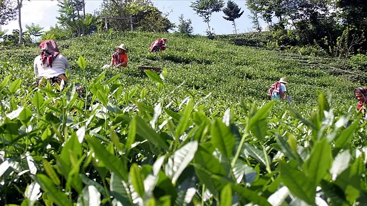 ÇAYKUR'dan üreticilere 'hasat için acele etmeyin' uyarısı