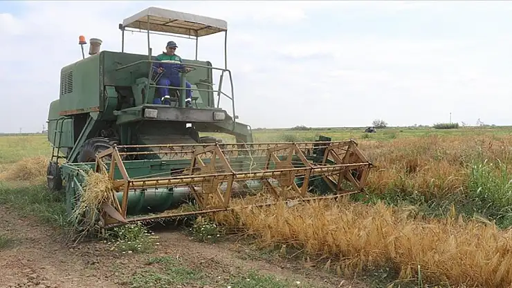 Doğu Akdeniz Tarımsal Araştırma Enstitüsü yeni buğday ve arpa çeşitleri geliştirdi
