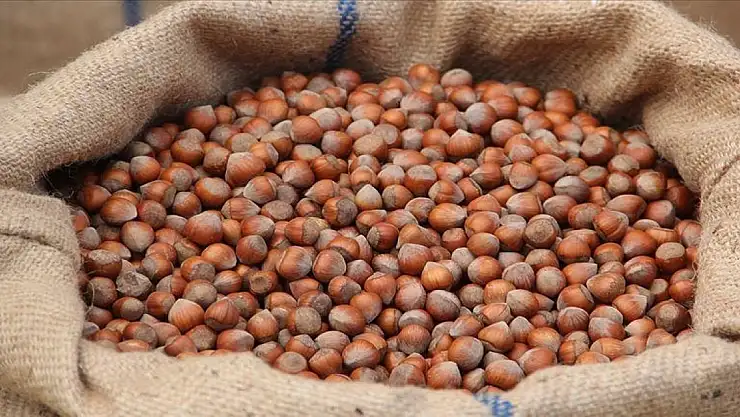 Türkiye fındık ihracatından 9 ayda 1,4 milyar doları aşkın gelir elde etti