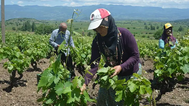 Tokat'ta bağ yaprağı hasadı başladı