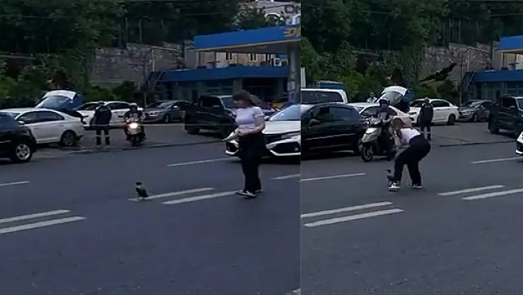 Trafiği durdurup yardım etmek istedi, karganın saldırısına uğradı: O anlar kamerada