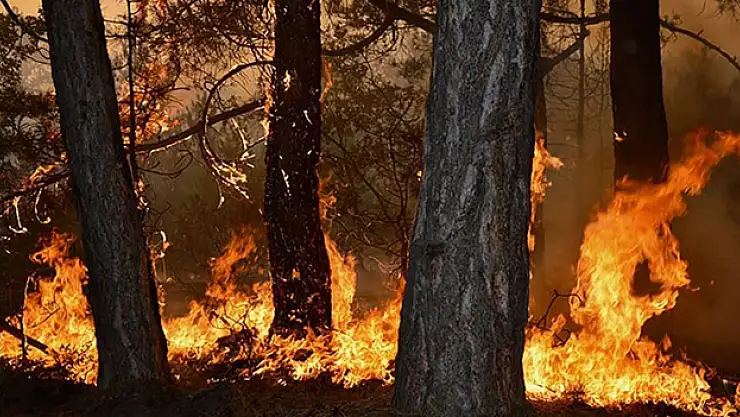 Türkiye'nin en büyük orman yangınlarında zarar gören alanlarda rehabilitasyon tamamlandı