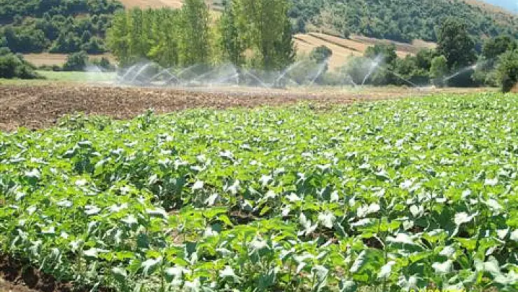 550 hektar sulama sistemine kavuştu