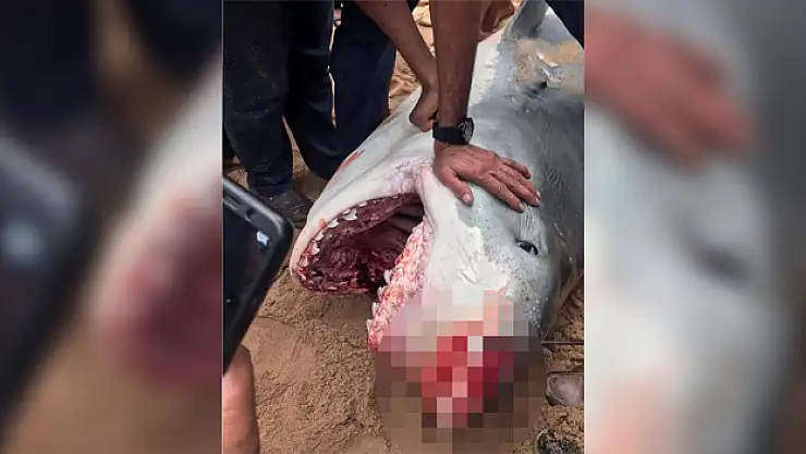 Köpekbalığı saldırısına uğrayan Rus turist öldü