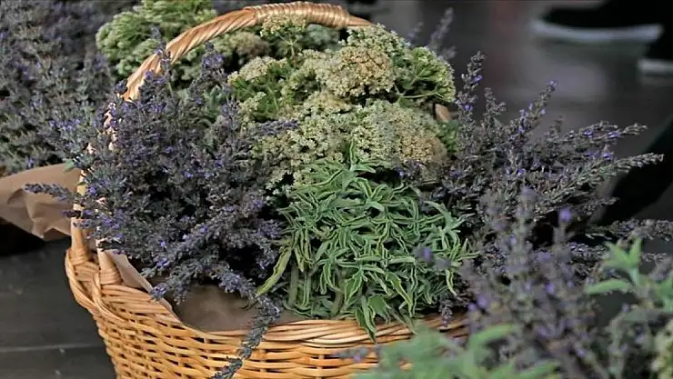 Tıbbi aromatik bitkilerin kontrolsüz kullanımının sağlık sorunlarına yol açabileceği belirtildi