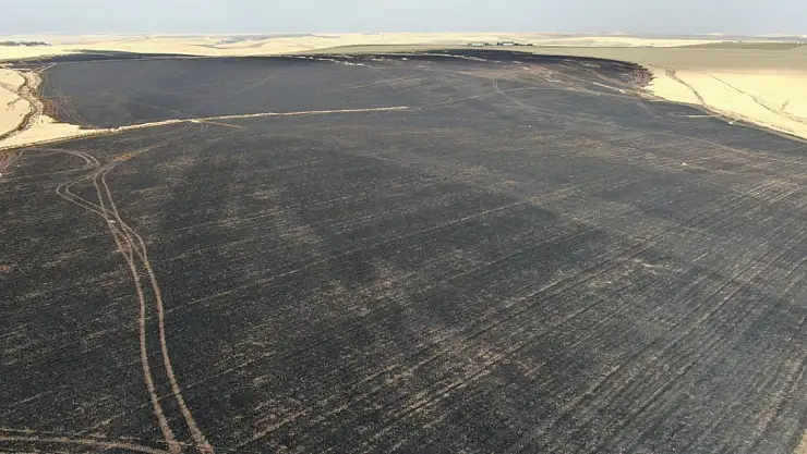 Sigara izmariti 700 dönümlük tarlayı küle çevirdi