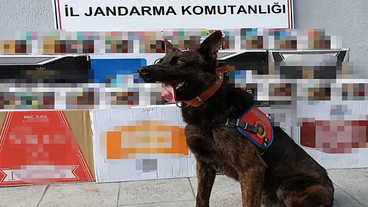 Samsun'da jandarmadan kaçak makaron operasyonu