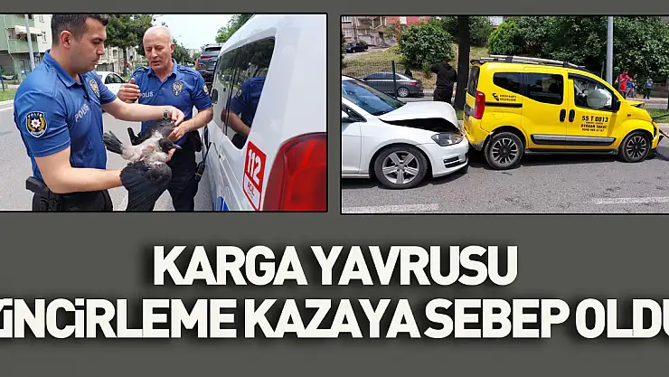 Yuvadan düşen karga yavrusu zincirleme kazaya sebep oldu