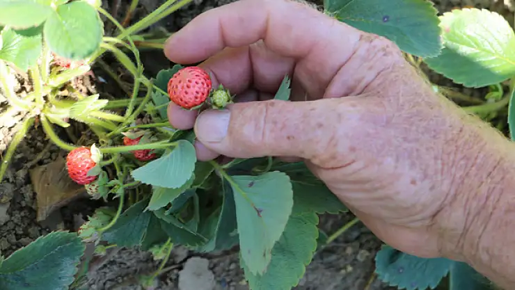 Padişahların meyvesi görücüye çıktı, taleplere zor yetişiyorlar