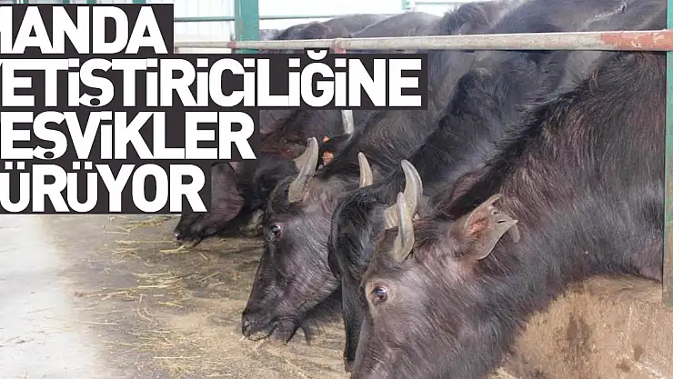 Samsun'da manda yetiştiriciliğine teşvikler sürüyor