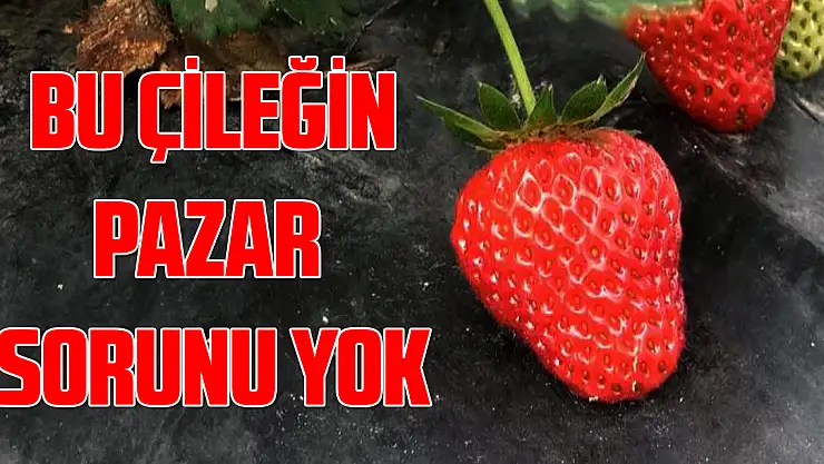 Bu çileğin pazar sorunu yok