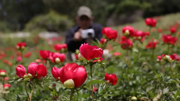 Çiçek açan şakayıkları koparan yandı: Cezası 244 bin 315 TL