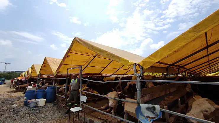Kurban pazarlarındaki büyükbaşların yüzde 80'i satıldı