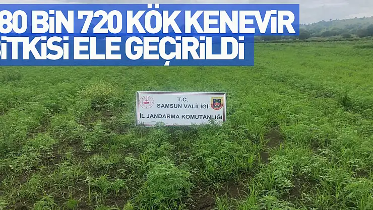 Samsun'da jandarma tarafından 280 bin 720 kök kenevir bitkisi ele geçirildi