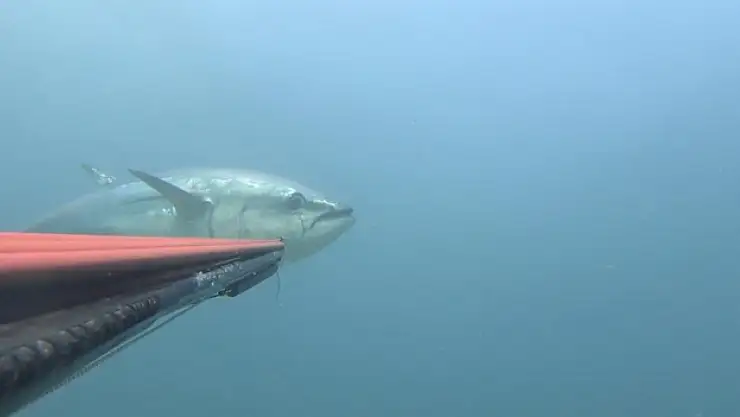 Çanakkale Boğazı açıklarında zıpkınla 100 kiloluk orkinos avladı