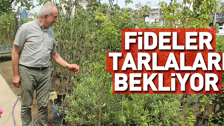 Fideler tarlaları bekliyor