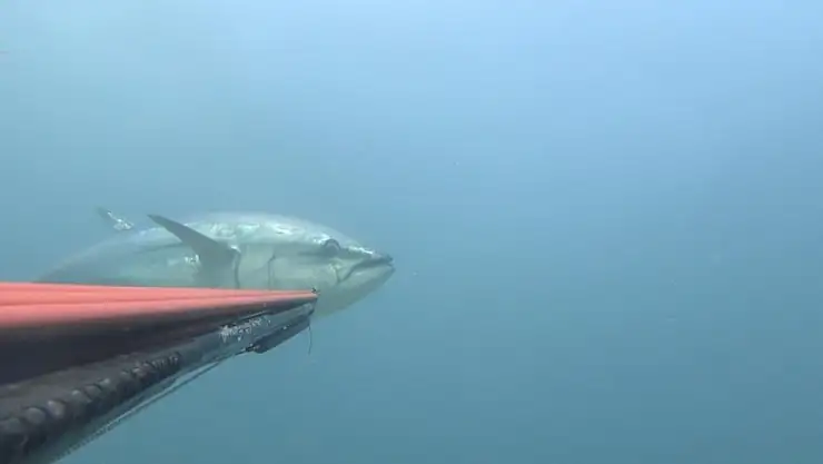 Çanakkale Boğazı açıklarında zıpkınla 100 kiloluk orkinos avladı