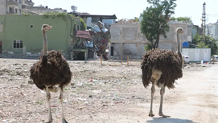 Enkaz kentte ilginç görüntü, başta kimse nereden geldiklerini anlayamadı
