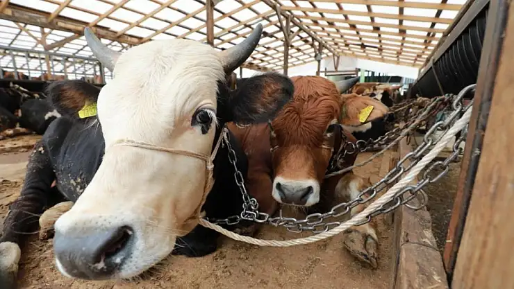 Kurbanlık hayvanın strese girmemesine dikkat