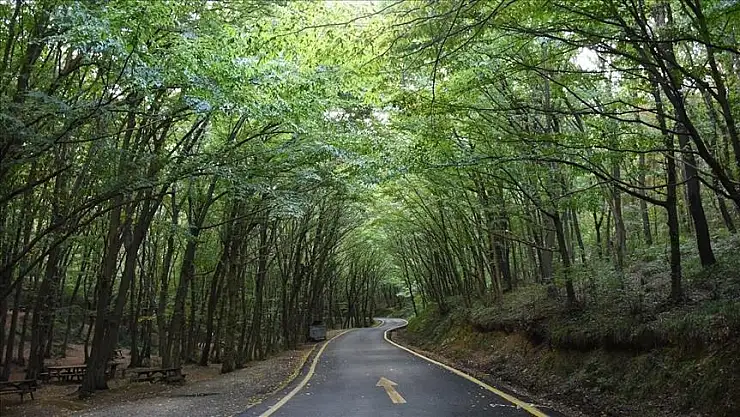 İstanbul'da ormanlık alanlara girişler 15 Ekim'e kadar yasaklandı