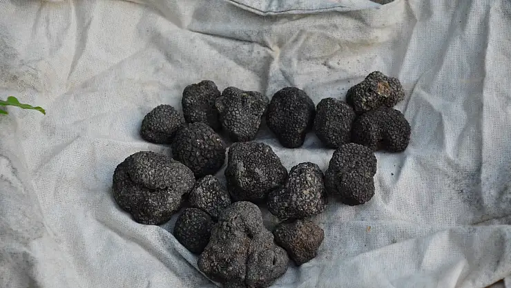 Amasya'da ormancılar yaklaşık 100 kilogram trüf mantarı topladı