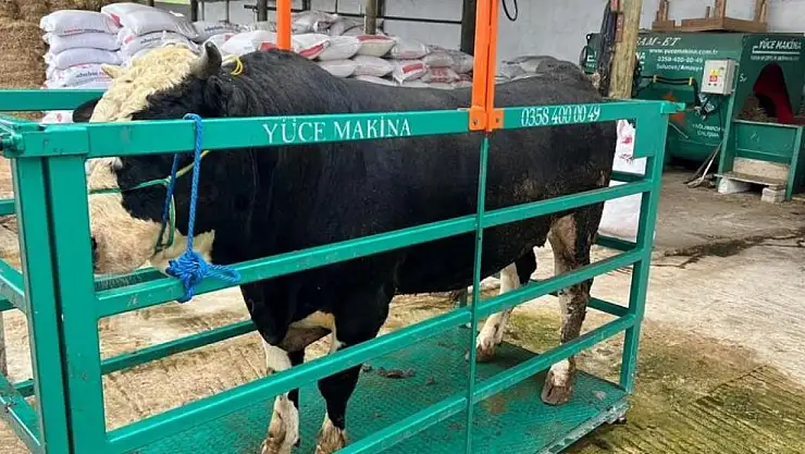 Kavak'ta kurban satışları hızlandı