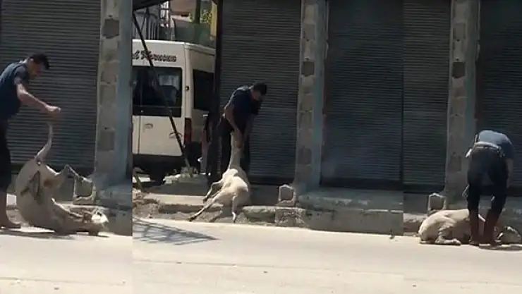 Koyunu döverek bayıltan kasaptan pişkin savunma: 'Yormak için öyle yaptım'