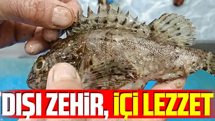 Dışı zehirli, içi lezzetli balık: İskorpit