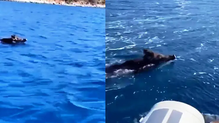 Bodrum'da yüzen domuz görenleri şaşırttı