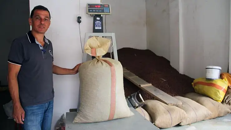 Kurban Bayramı sonrası fındık fiyatı yükselişe geçti