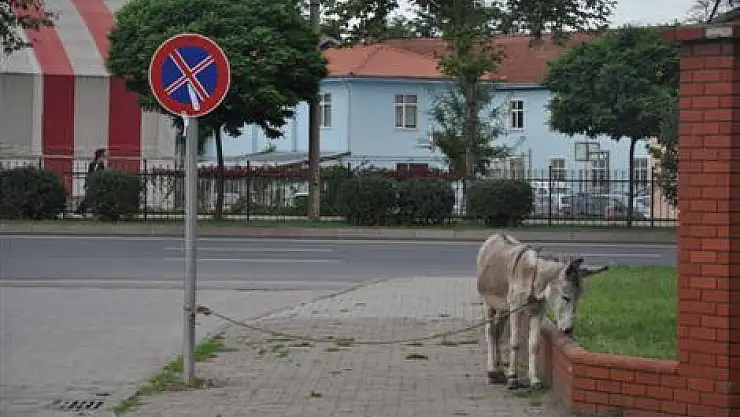 Eşeğini sağlam kazığa bağladı