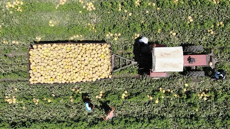 Enkaz kent Hatay'da yüz güldüren hasat: Kavun tarlada 11 TL'den alıcı buluyor