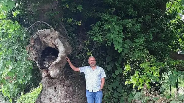 Asırlık çınarların koruma altına alınması talebi