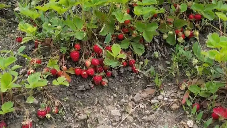 Bursa'da çilek üreticisine şok...Geçen yıl 18 liraydı, bu yıl 5 lira
