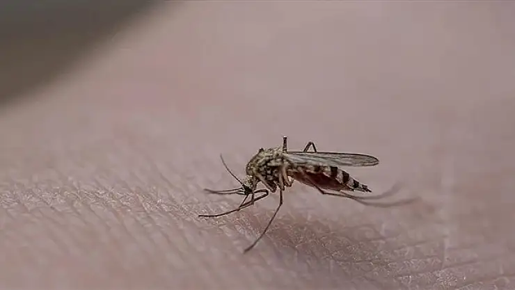 İstanbul'da sivrisinek yaraları nedeniyle hastanelere başvurular artıyor