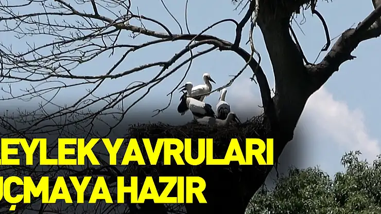Leylek yavruları uçmaya hazır