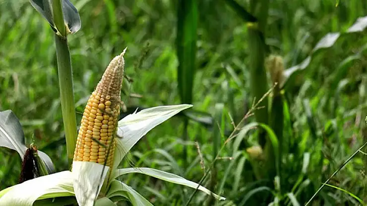 Osmaniye'de ekim alanı artan mısırda rekolte beklentisi 500 bin tonu aştı
