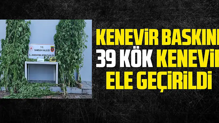 Kenevir Baskını: 39 kök kenevir ele geçirildi