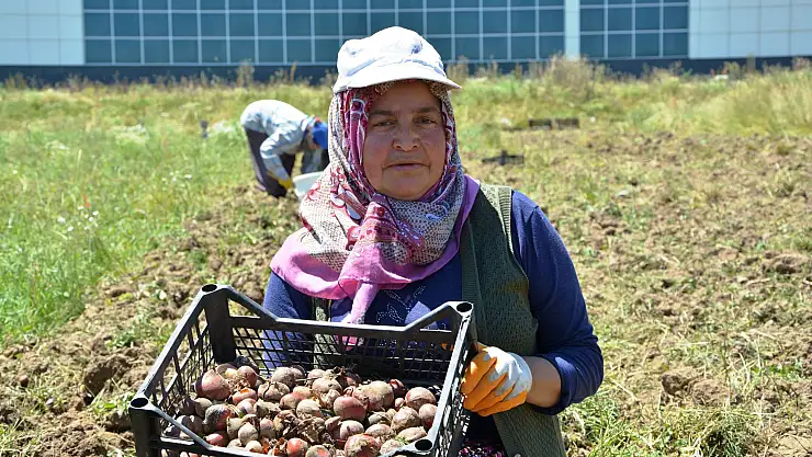 Osmanlı döneminde lale soğanı üretim merkezi olan Ladik'te yumru hasadı