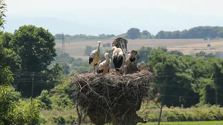 Kızılırmak Deltası Kuş Cenneti'ndeki leylekler yuvalarında görüntülendi