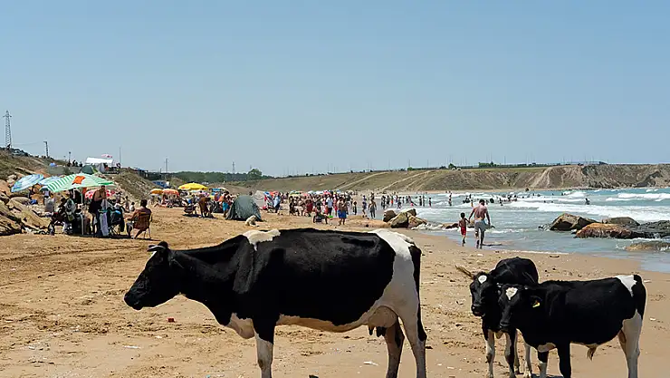 İstanbul'da sıcaktan bunalan inekler, vatandaşlarla aynı plajda serinledi