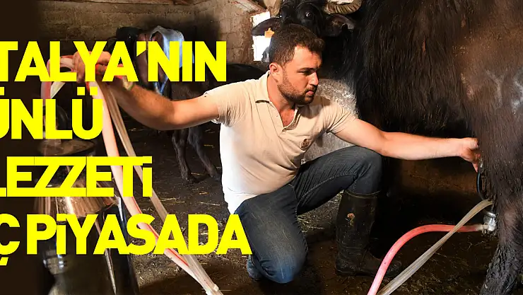 Samsun'da manda sütü üretimi arttı, mozzarella peyniri üretildi