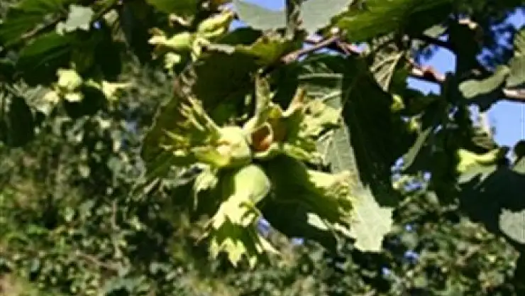 Fındıkta budama yanlış yapılıyor