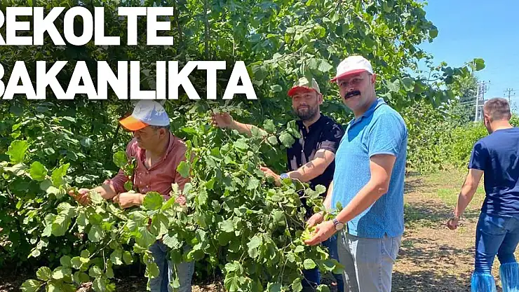 Samsun'da fındık rekolte tespit çalışmaları tamamlandı